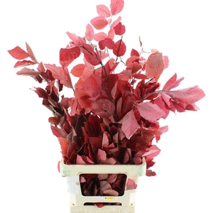 Pres Beech Leafs Lila