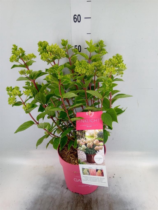 <h4>Hydrangea pan.</h4>