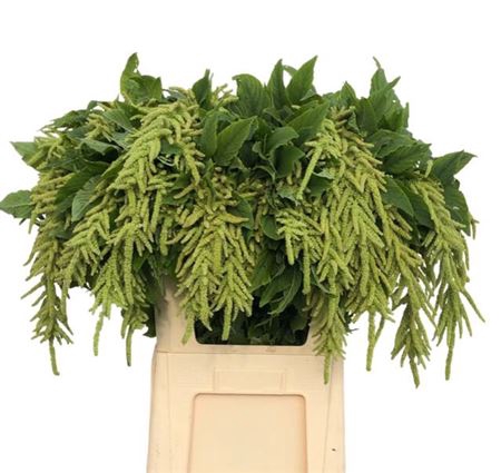 <h4>Amar Ca Viridis</h4>