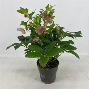 Helleborus Orientalis VIV Single Flowered Bicolor 15 cm