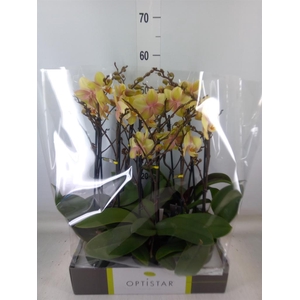Phalaenopsis   ...yellow