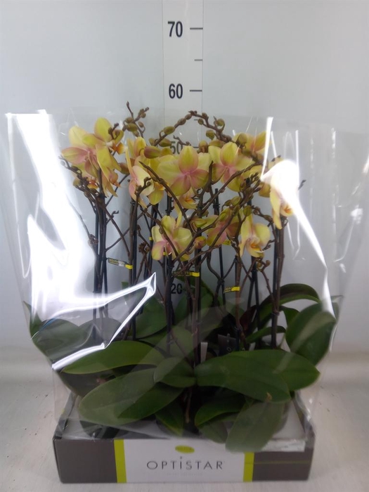 <h4>Phalaenopsis   ...yellow</h4>