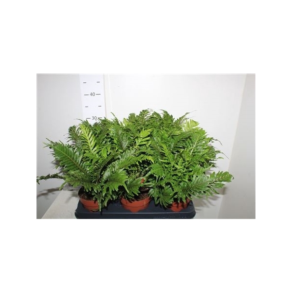 <h4>Blechnum Silver Lady</h4>