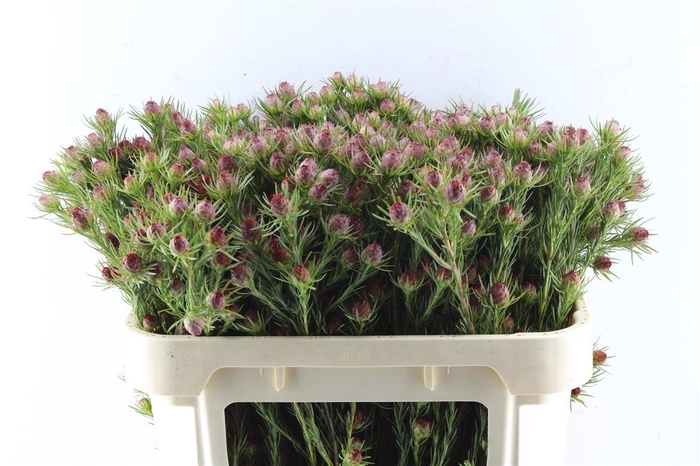 <h4>Leucad Jubilee Crown</h4>