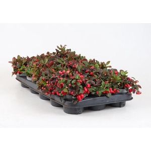 GAULTHERIA PROCUMBENS