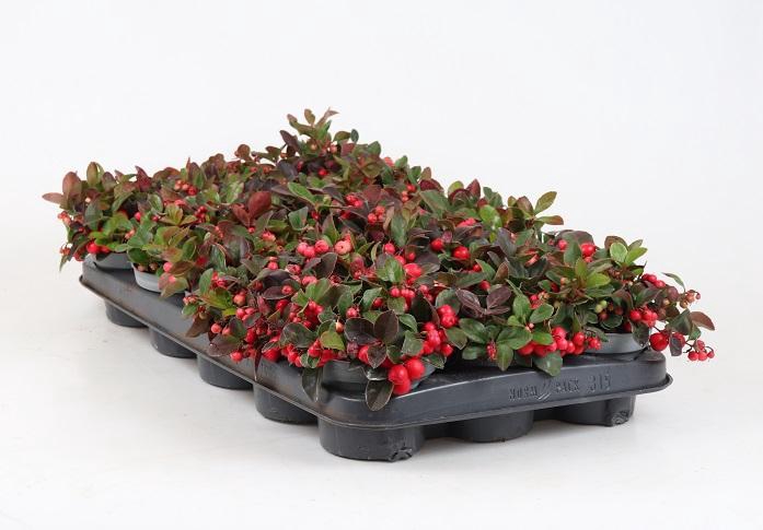<h4>GAULTHERIA PROCUMBENS</h4>