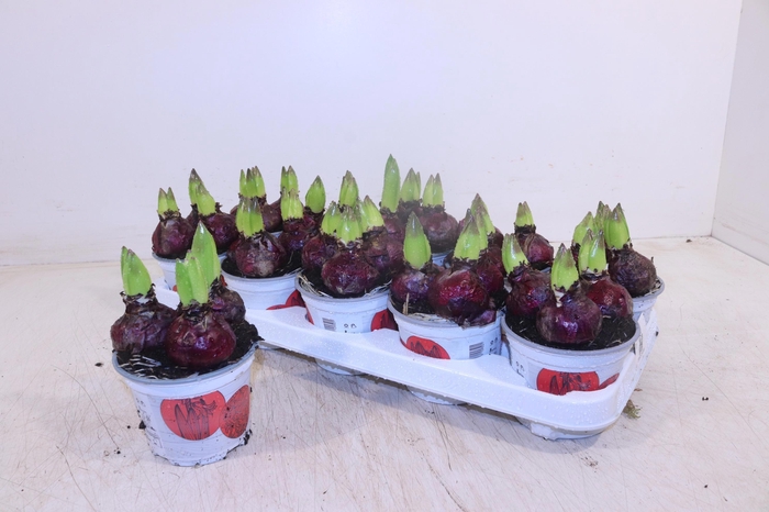 <h4>HYACIN JAN BOS</h4>