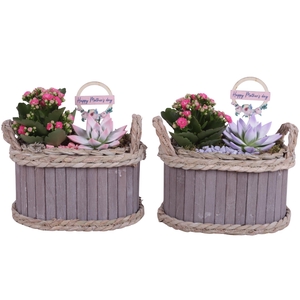 Mothersday Arr. Indoor Wooden Pot Oval Waterhyacint Rim ø22cm2PP