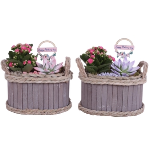 Mothersday Arr. Indoor Wooden Pot Oval Waterhyacint Rim ø22cm2PP