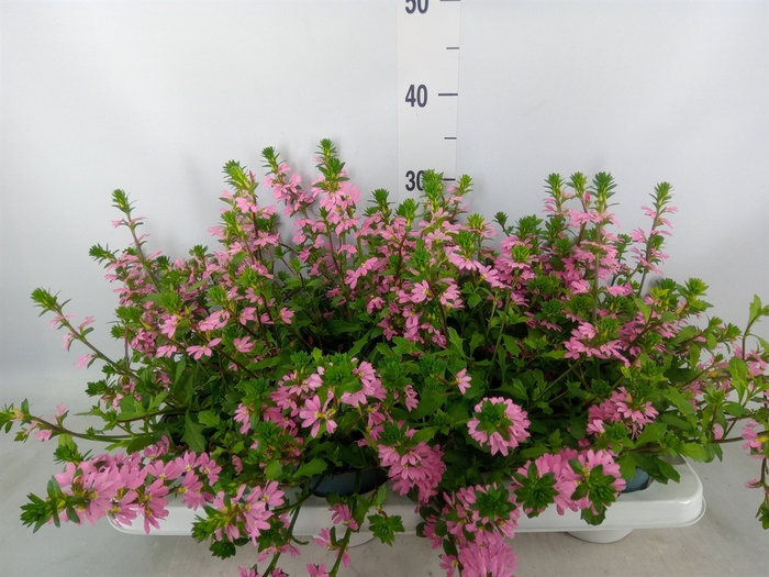 <h4>Scaevola aemula   ...</h4>