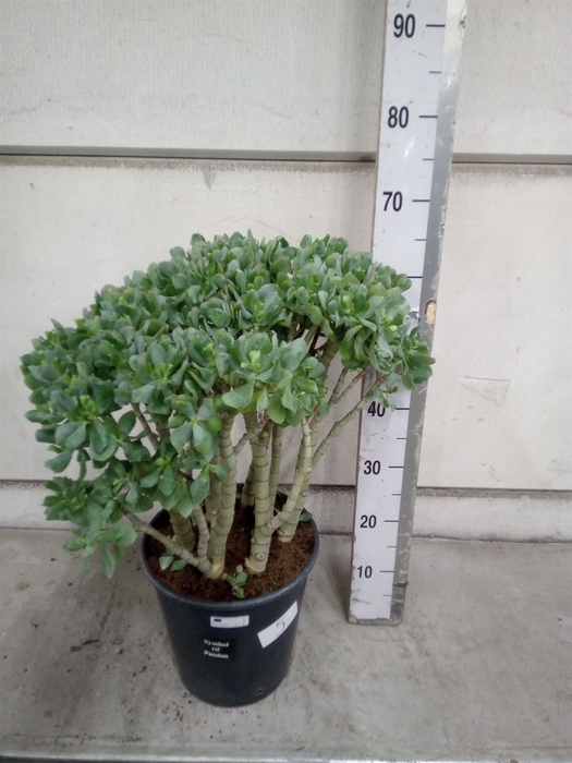 <h4>Crassula arborescens</h4>