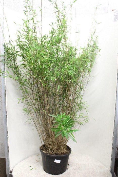 <h4>Fargesia nitida 'Black Pearl' P40</h4>