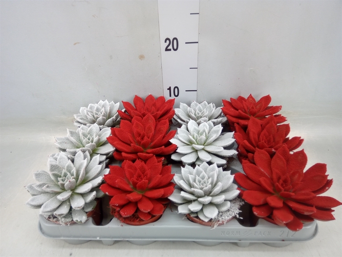 <h4>Echeveria agavoides</h4>