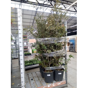 Quercus ilex