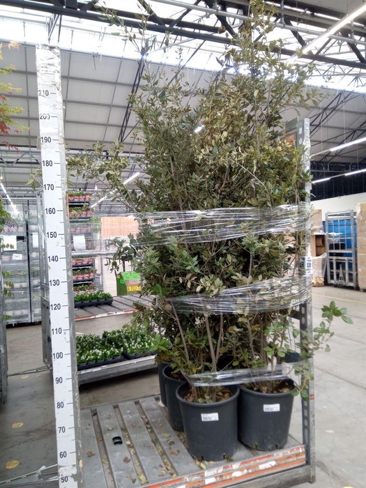<h4>Quercus ilex</h4>
