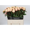 Paeonia Ann Cousins