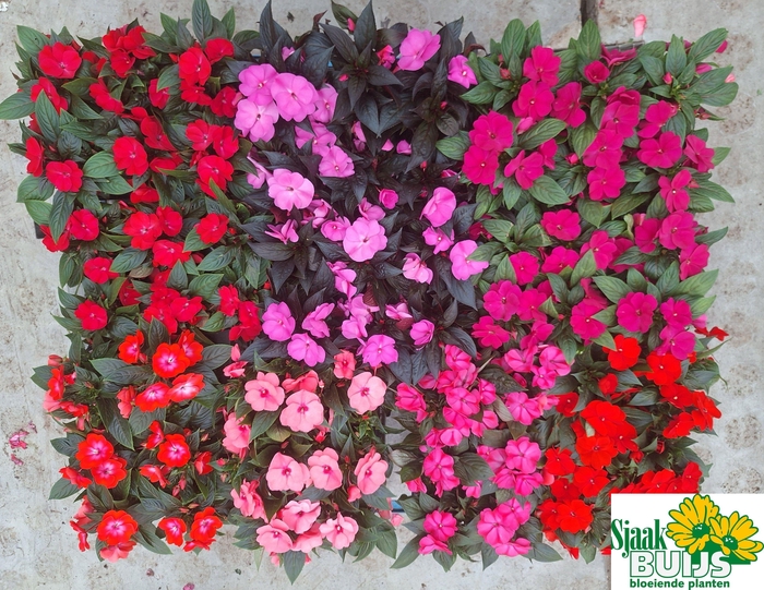 <h4>IMPAT NG GEM 6 KL</h4>