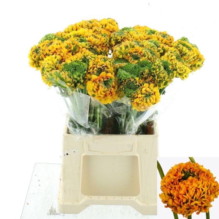 <h4>RAN PON PON MERLINO</h4>