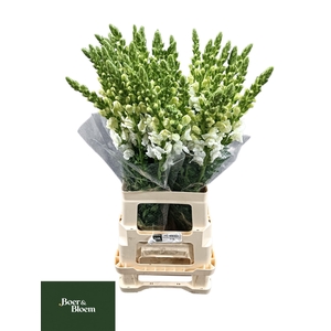 ANTIR POTO EARL WHIT