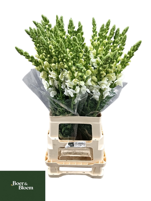 <h4>ANTIR POTO EARL WHIT</h4>