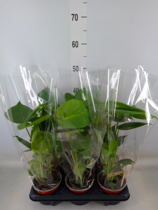 <h4>Monstera delic.</h4>