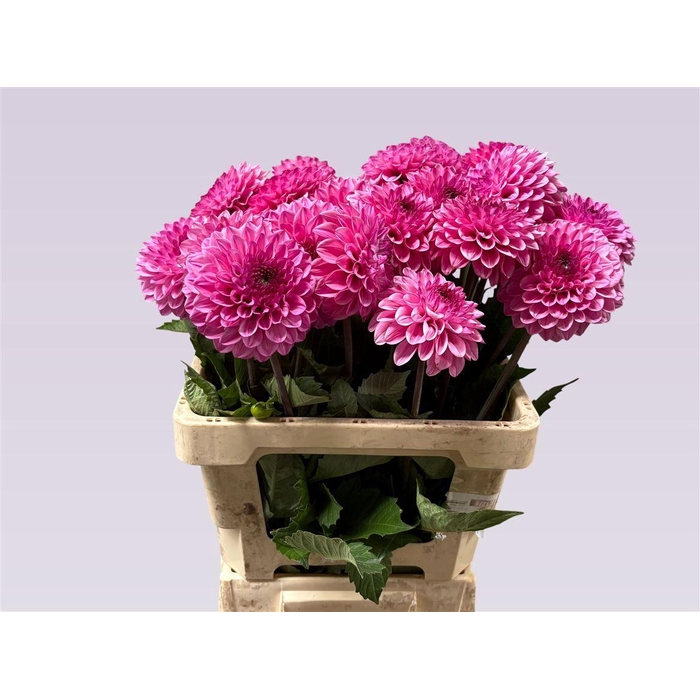 <h4>Dahlia Chicago</h4>