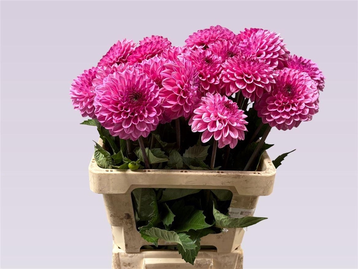 <h4>Dahlia Chicago</h4>