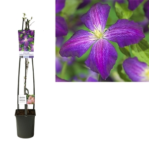 Clematis So Many® Purple Flowers PBR +light label