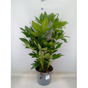 Fatsia japonica   ...