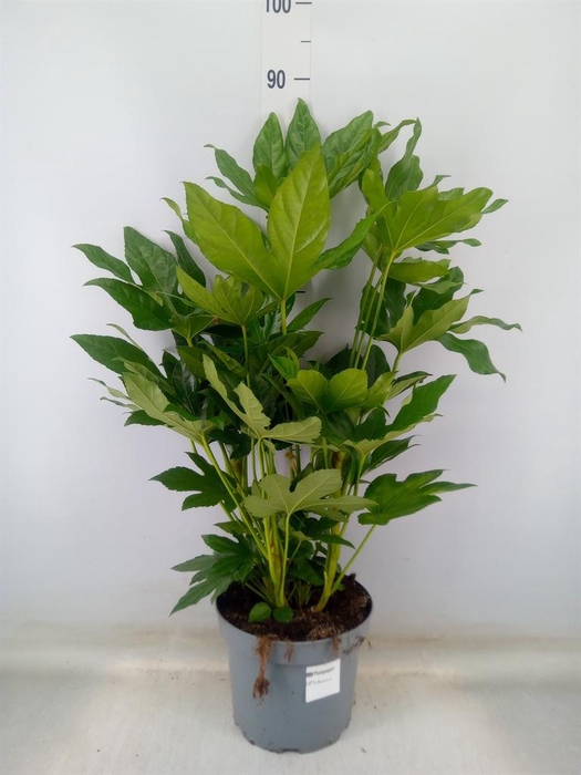 <h4>Fatsia japonica   ...</h4>