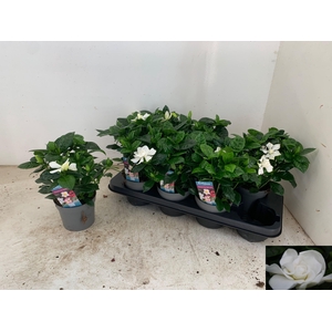 GARDENIA JASMINOIDES