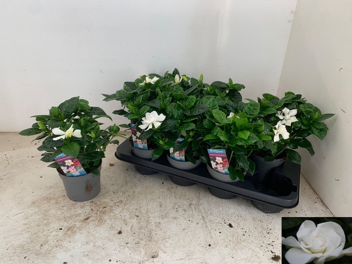 <h4>GARDENIA JASMINOIDES</h4>