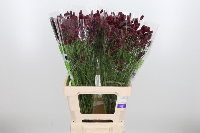 <h4>Sang Of Red Dream</h4>