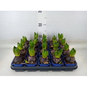 Hyacinthus orie. 'Delft Blue'