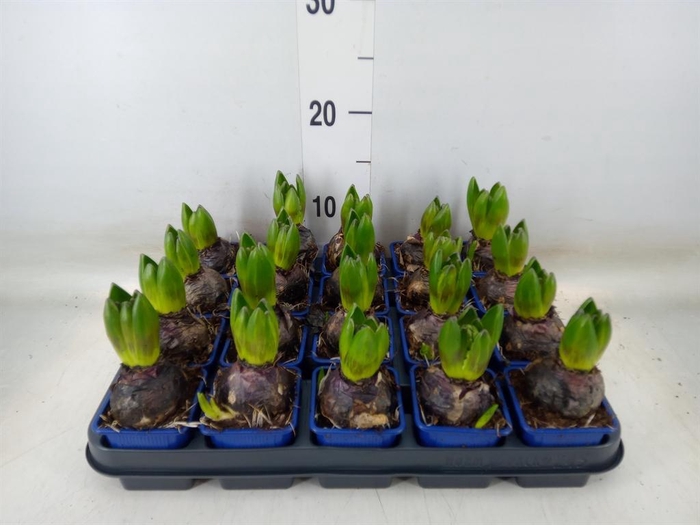 <h4>Hyacinthus orie. 'Delft Blue'</h4>