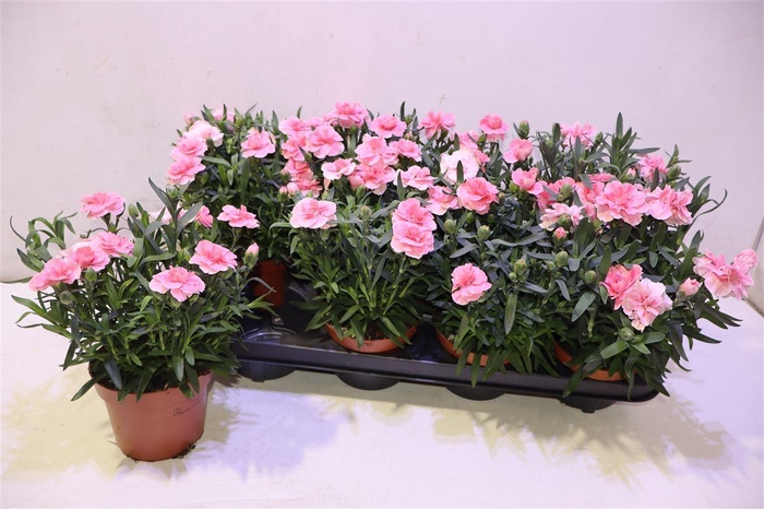 <h4>arr8 Dian Osc Pink</h4>