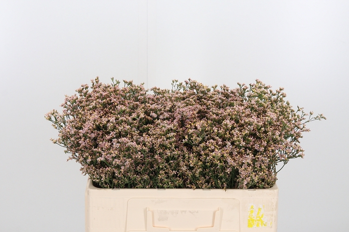 <h4>Lim Sin Sen Nectarin</h4>