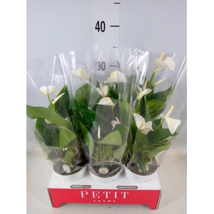 Anthurium andr. 'White Champion'