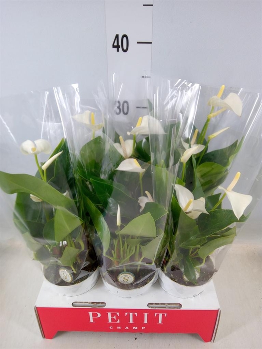 <h4>Anthurium andr. 'White Champion'</h4>