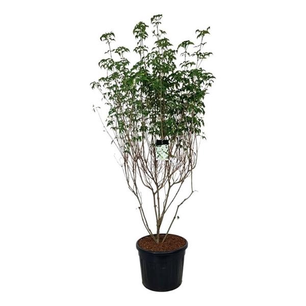 <h4>Cornus kousa 'Milky Way'</h4>