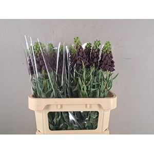 Frit Persica Black Bells