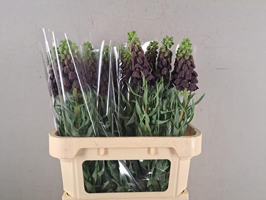 <h4>Frit Persica Black Bells</h4>