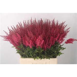 Astilbe Paul Gaarder Red
