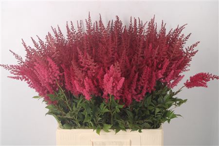 <h4>Astilbe Paul Gaarder Red</h4>