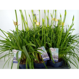 Agapanthus  'Amourette Superb'