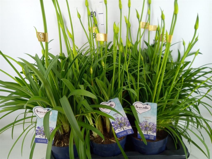 <h4>Agapanthus  'Amourette Superb'</h4>