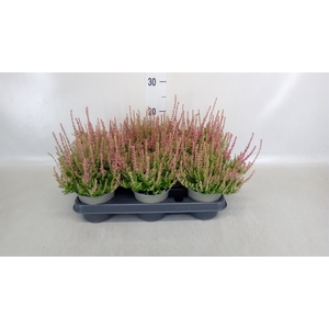 Calluna vulg. 'Dark Beauty'