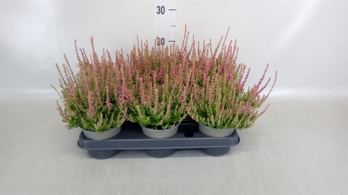 <h4>Calluna vulg. 'Dark Beauty'</h4>