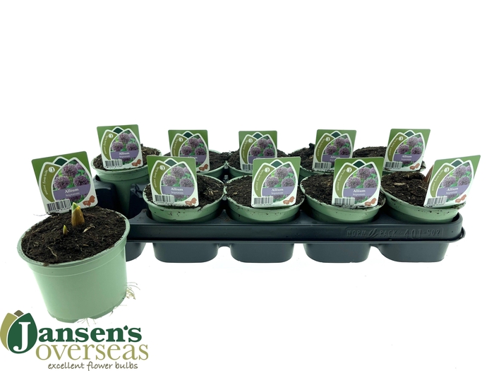 <h4>ALLI STIPITATUM</h4>