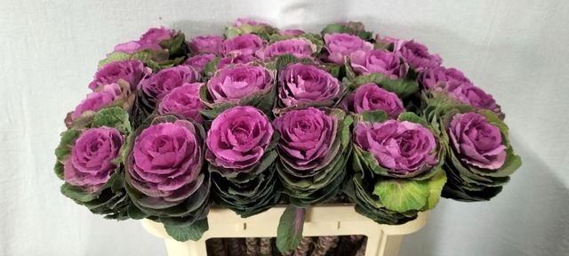 <h4>Brass Condor Red</h4>